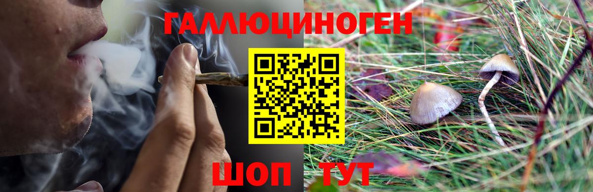 Галлюциногенные грибы Magic Shrooms  где продают   Зеленокумск  Псилоцибиновые грибы Psilocybine cubensis 